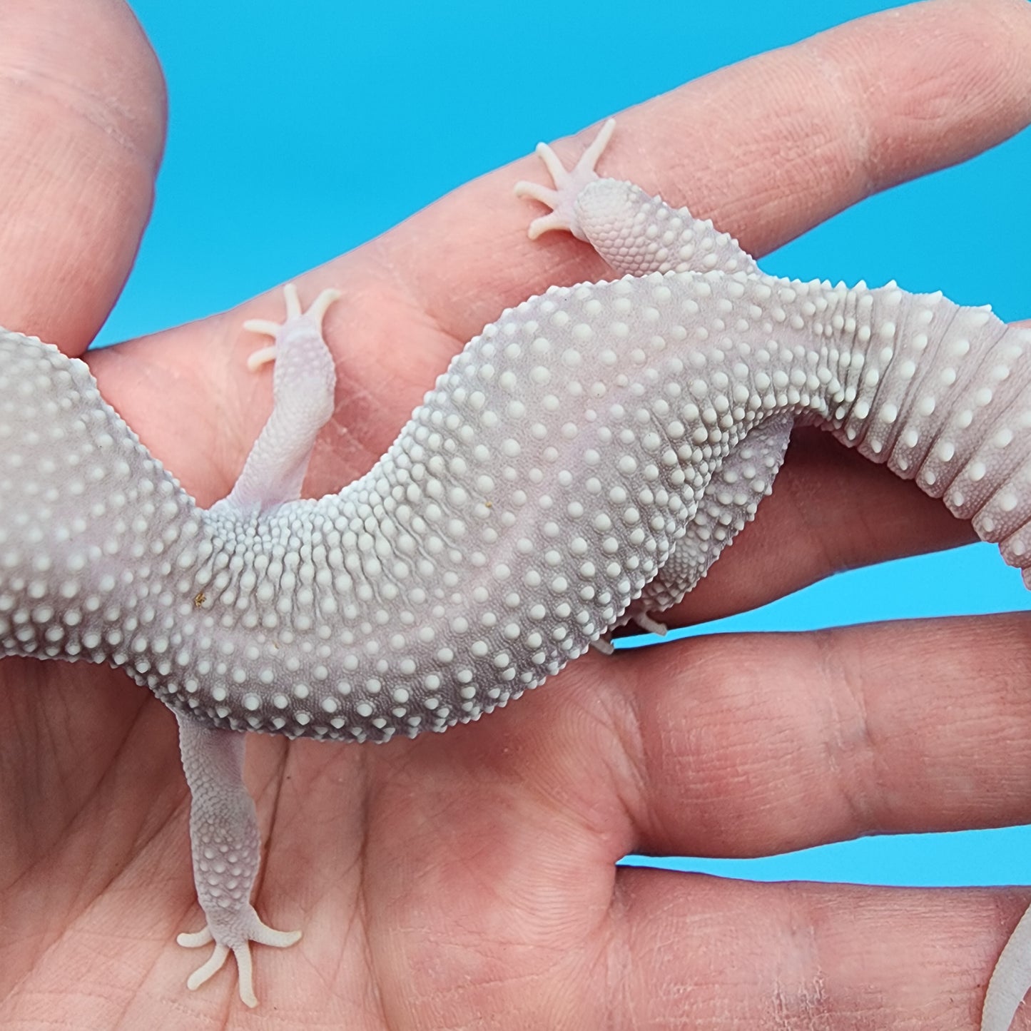 Male Afghanicus Blizzard pos Mack Snow 100% het Diablo Blanco