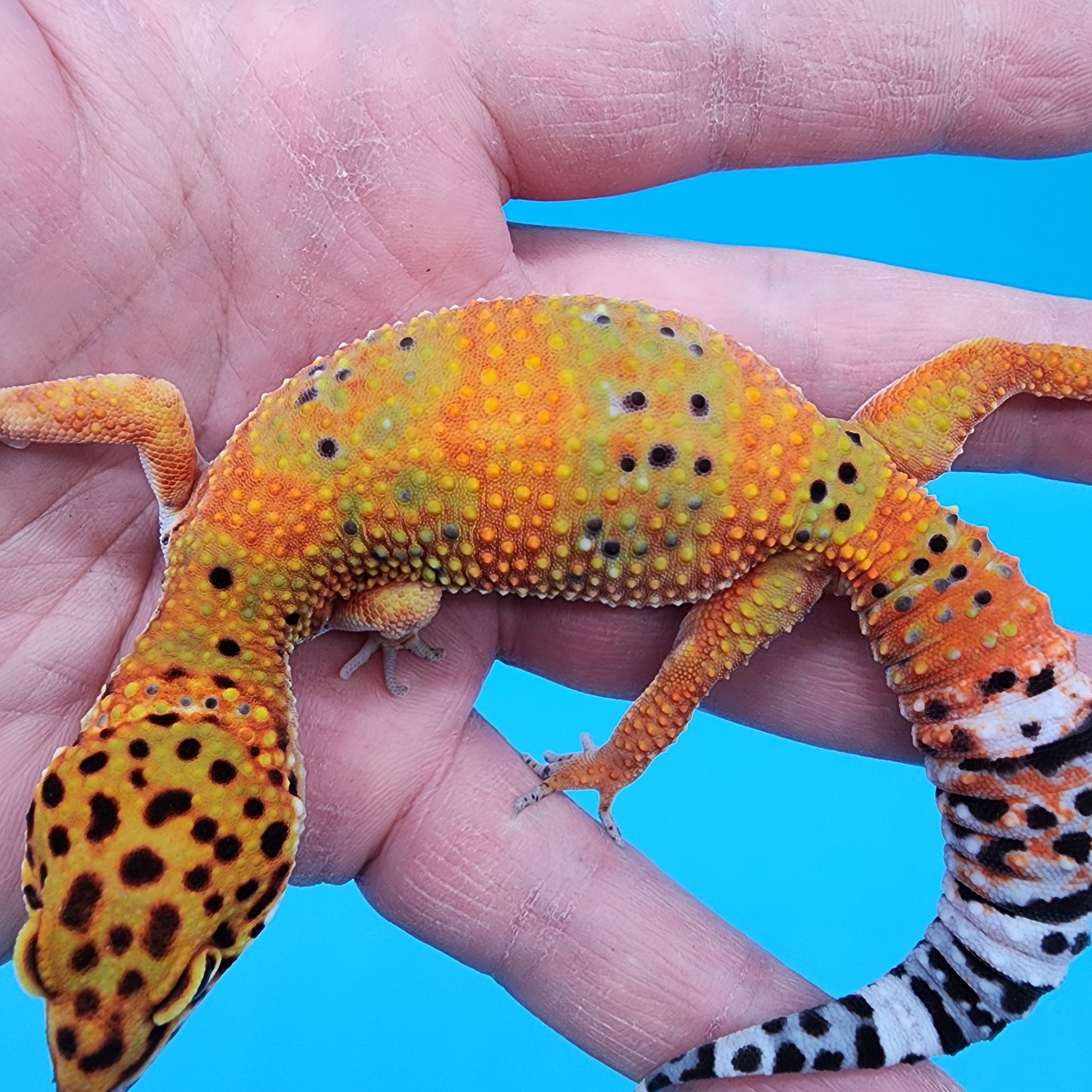 Female Mandarin Inferno Extreme Emerine Clown 100% Het Tremper