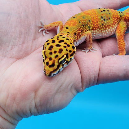 Female Mandarin Inferno Extreme Emerine Clown 100% Het Tremper