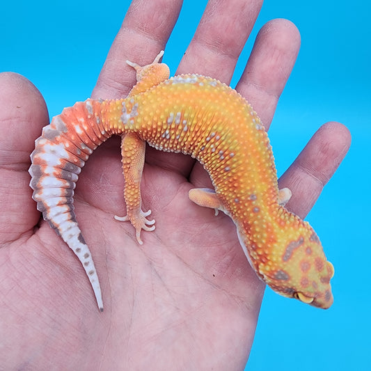 Female Mandarin Inferno Red Stripe Emerine Tremper Albino