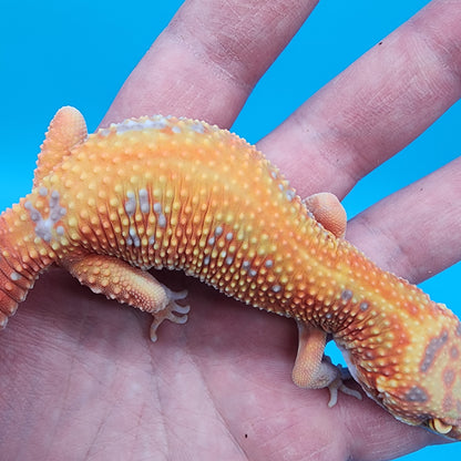 Female Mandarin Inferno Red Stripe Emerine Tremper Albino