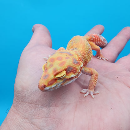 Female Mandarin Inferno Red Stripe Emerine Tremper Albino