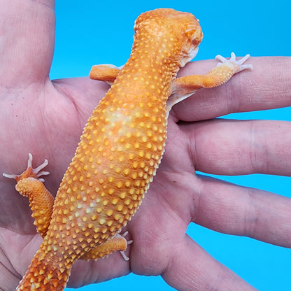 Female Mandarin Inferno Tremper Albino (Pet: slight nostril misshape & scaleless patch on neck, sweet girl)