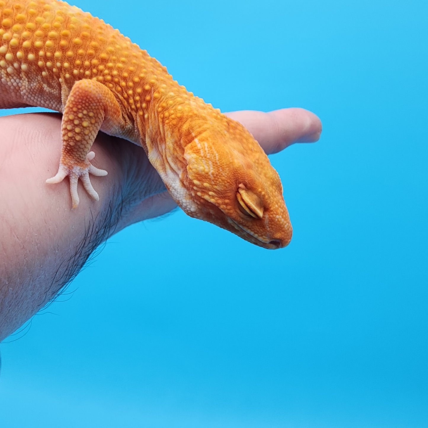 Female Mandarin Inferno Tremper Albino (Pet: slight nostril misshape & scaleless patch on neck, sweet girl)