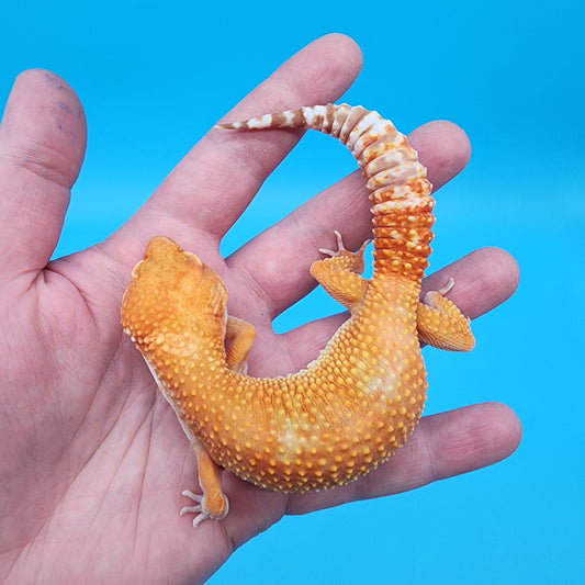 Female Mandarin Inferno Tremper Albino (Pet: slight nostril misshape & scaleless patch on neck, sweet girl)