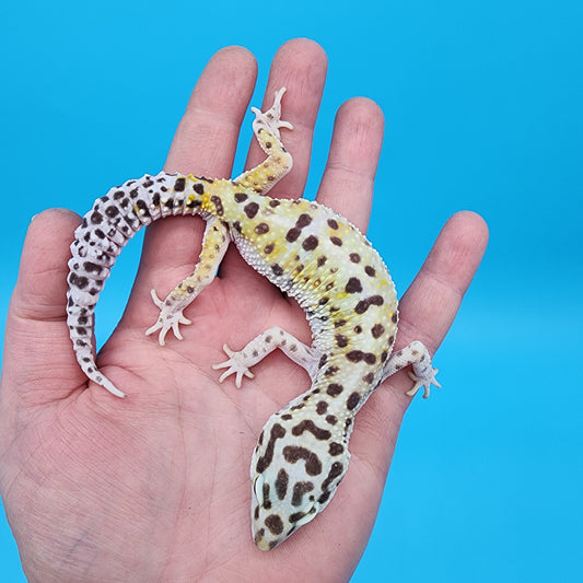 Female W&Y Bold (Ovulating; Retired Female)