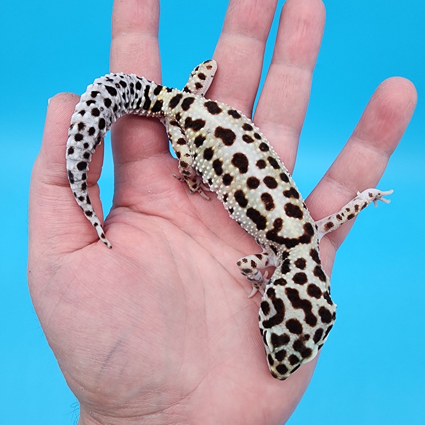 Female W&Y Bold (Ovulating; Retired Female)