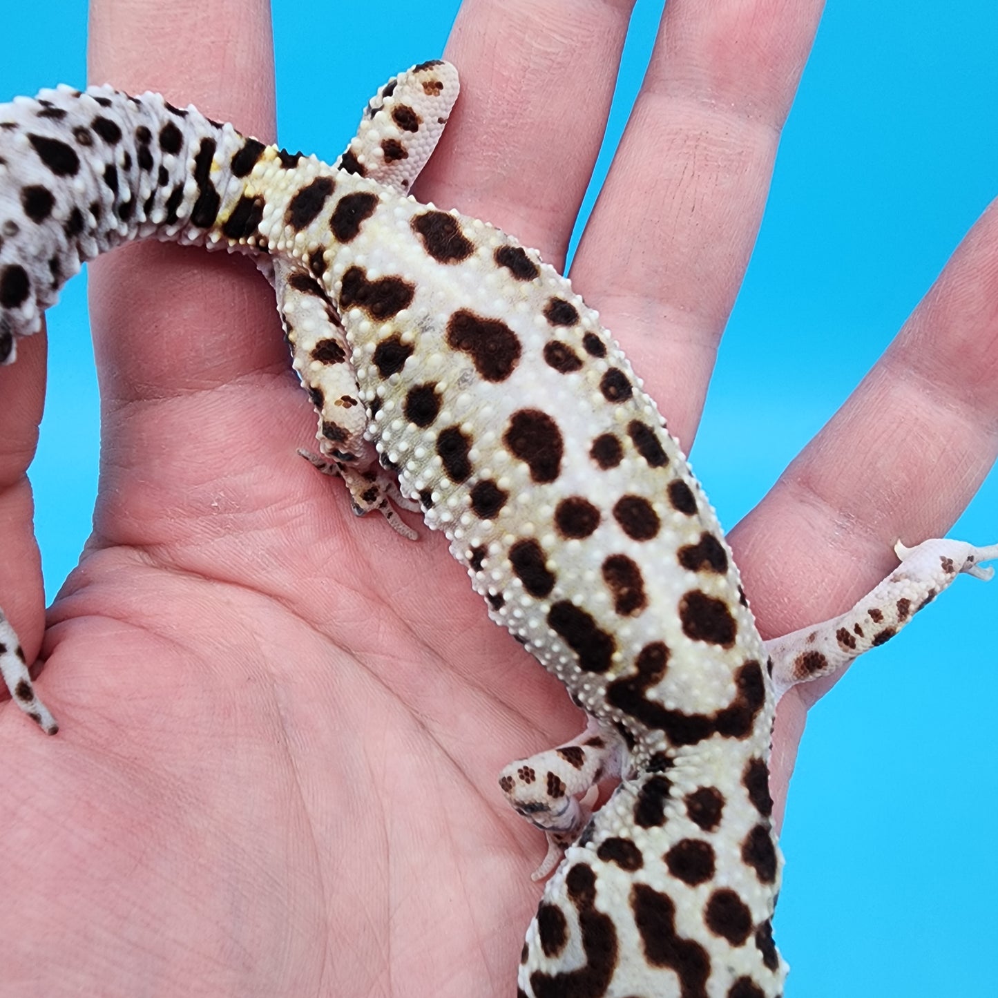 Female W&Y Bold (Ovulating; Retired Female)