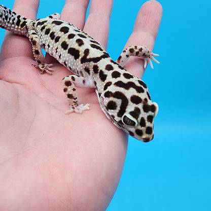 Female W&Y Bold (Ovulating; Retired Female)