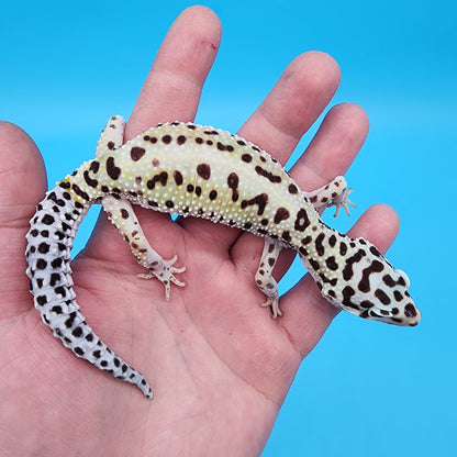 Female W&Y Bold (Ovulating; Retired Female)