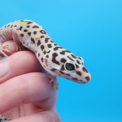 Female W&Y Bold (Ovulating; Retired Female)