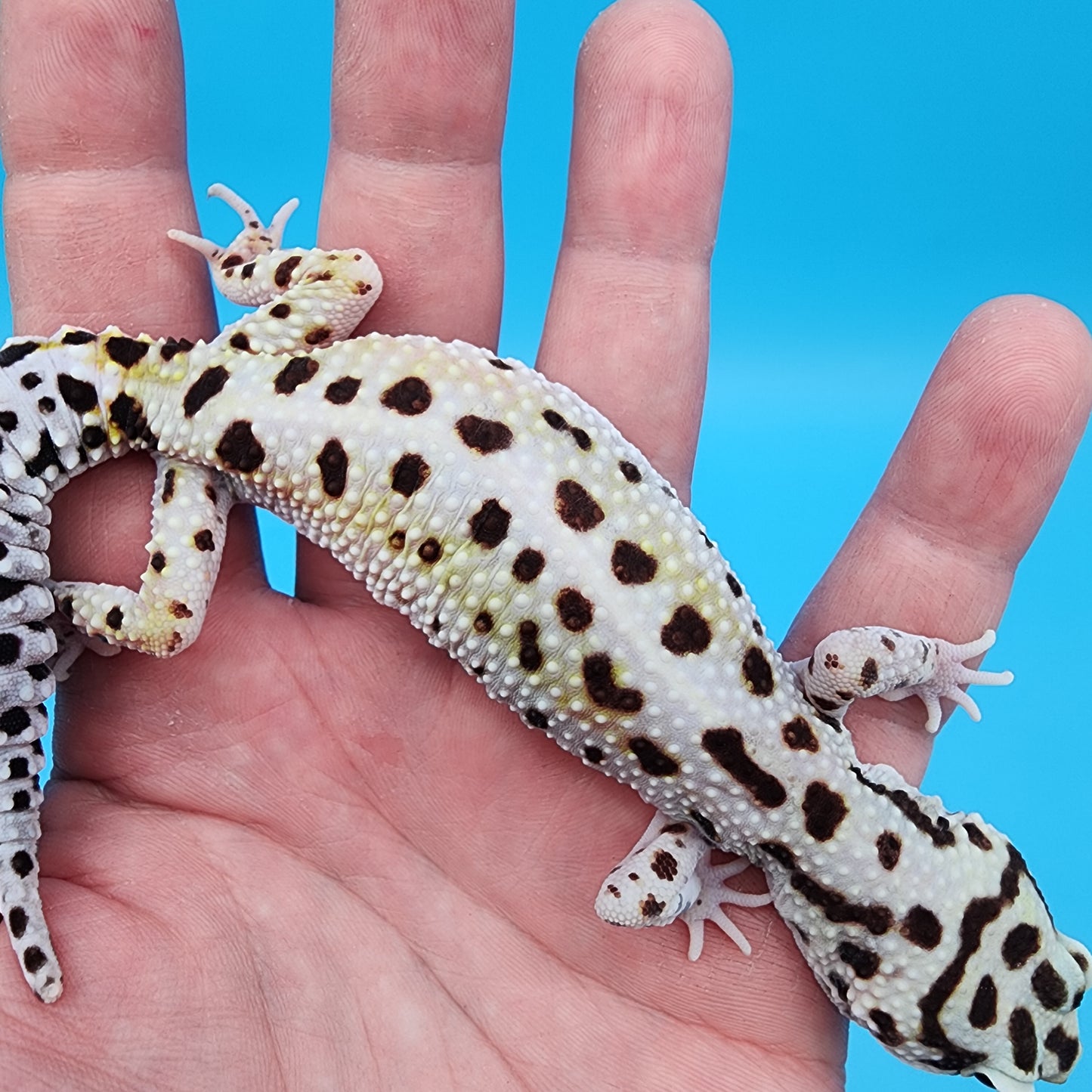 Female W&Y Bold (Ovulating; Retired Female)