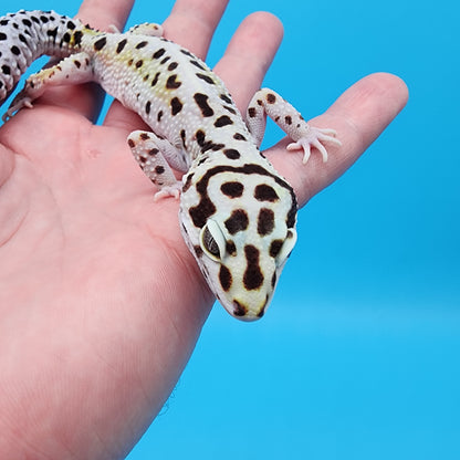 Female W&Y Bold (Ovulating; Retired Female)