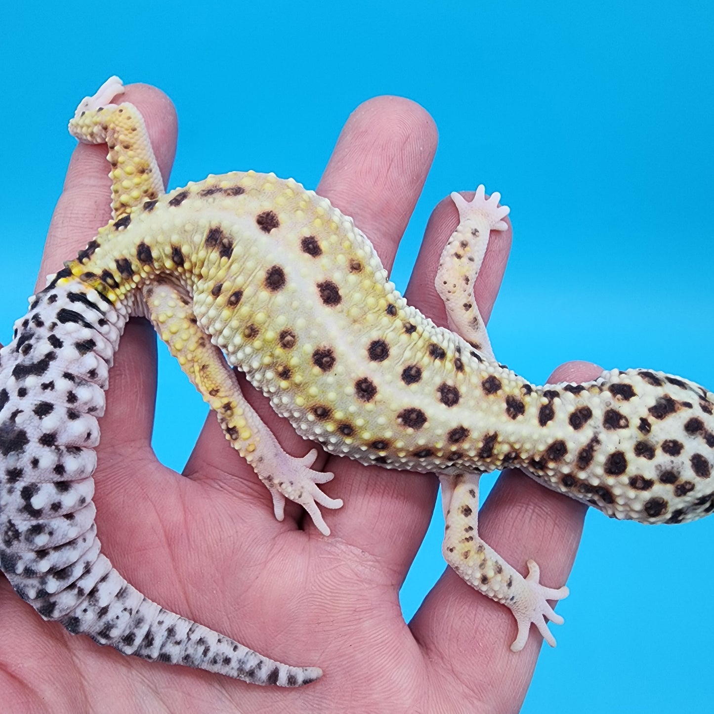 Female W&Y Bold (Ovulating; Retired Female)