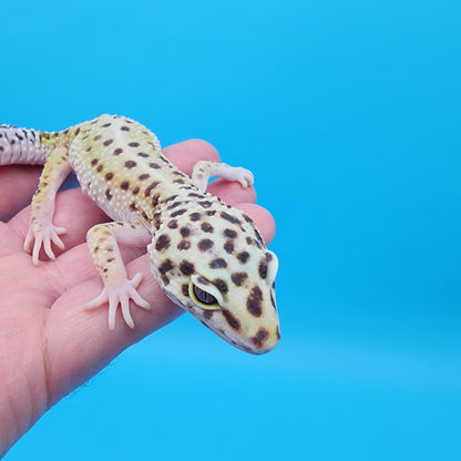 Female W&Y Bold (Ovulating; Retired Female)