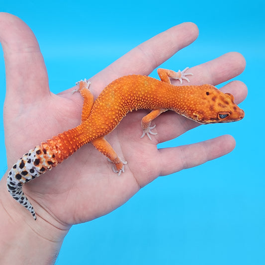 Male Mandarin Inferno Super Hypo