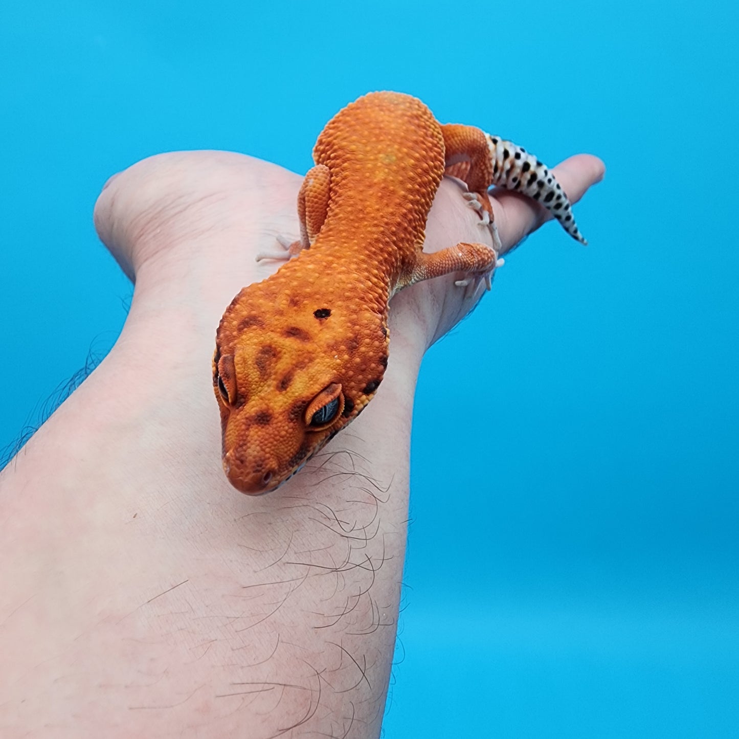 Male Mandarin Inferno Super Hypo