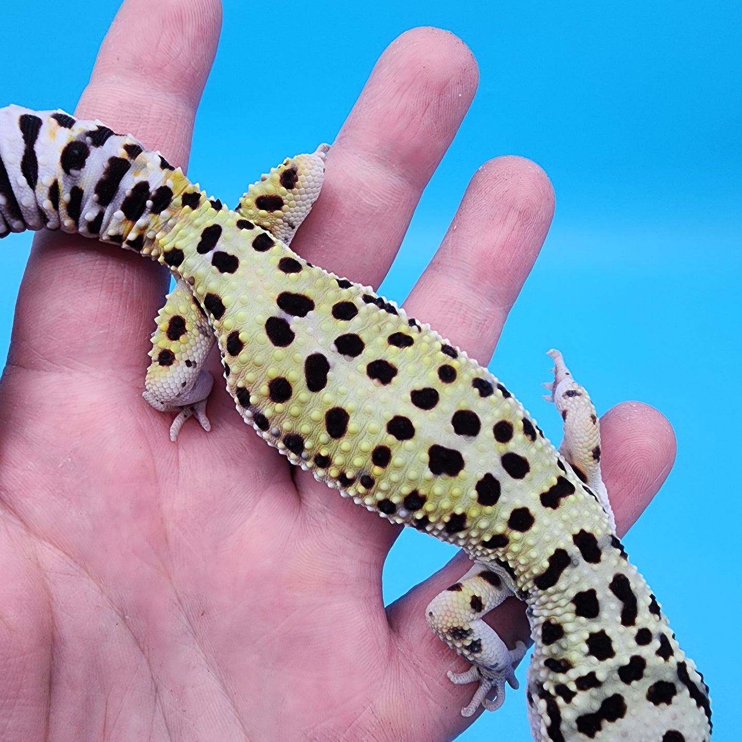 Male Afghanicus Mack Snow