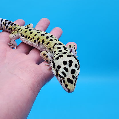 Male Afghanicus Mack Snow