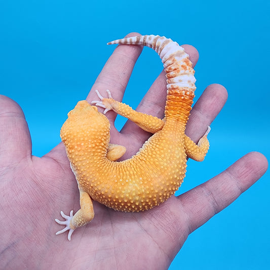 Male Mandarin Inferno Bold Tremper Albino