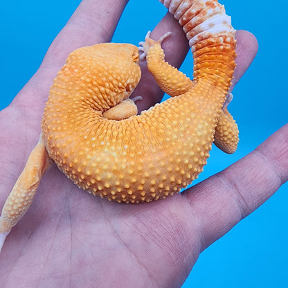 Male Mandarin Inferno Bold Tremper Albino