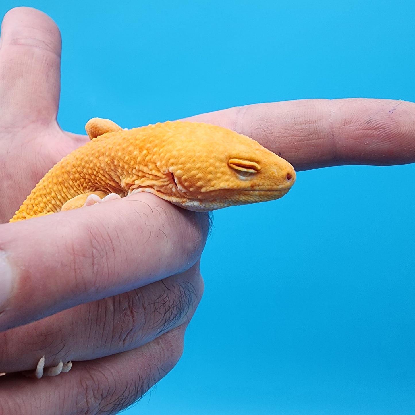 Male Mandarin Inferno Bold Tremper Albino