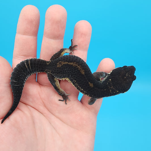 Male 75% Black Night 25% Tangerine Tornado (S-Tier)