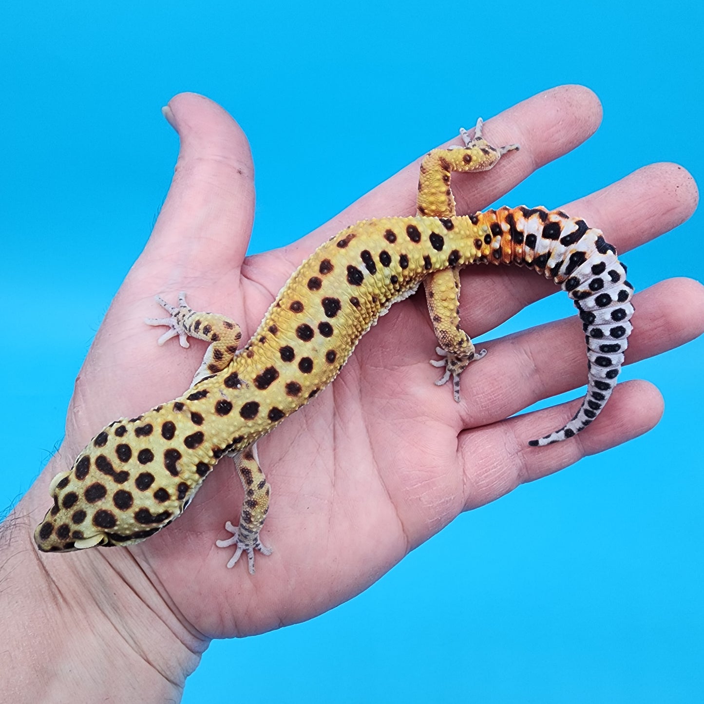 Male Clown (Reverse Stripe/Red Stripe as a baby)