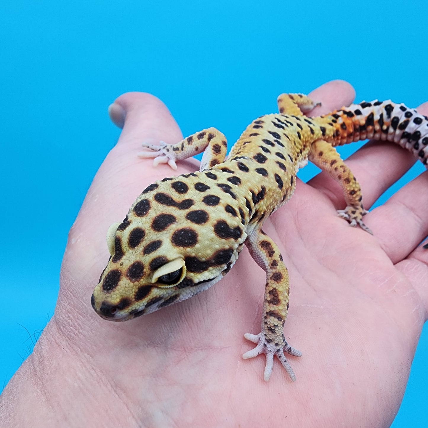 Male Clown (Reverse Stripe/Red Stripe as a baby)