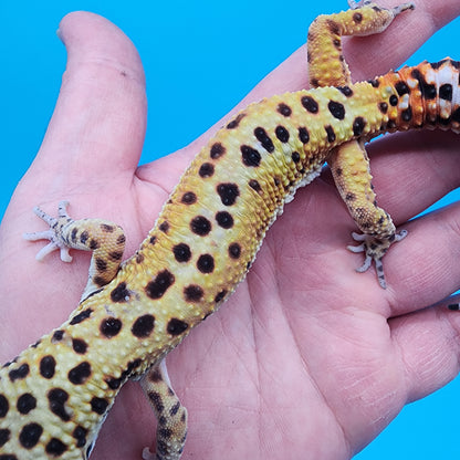 Male Clown (Reverse Stripe/Red Stripe as a baby)