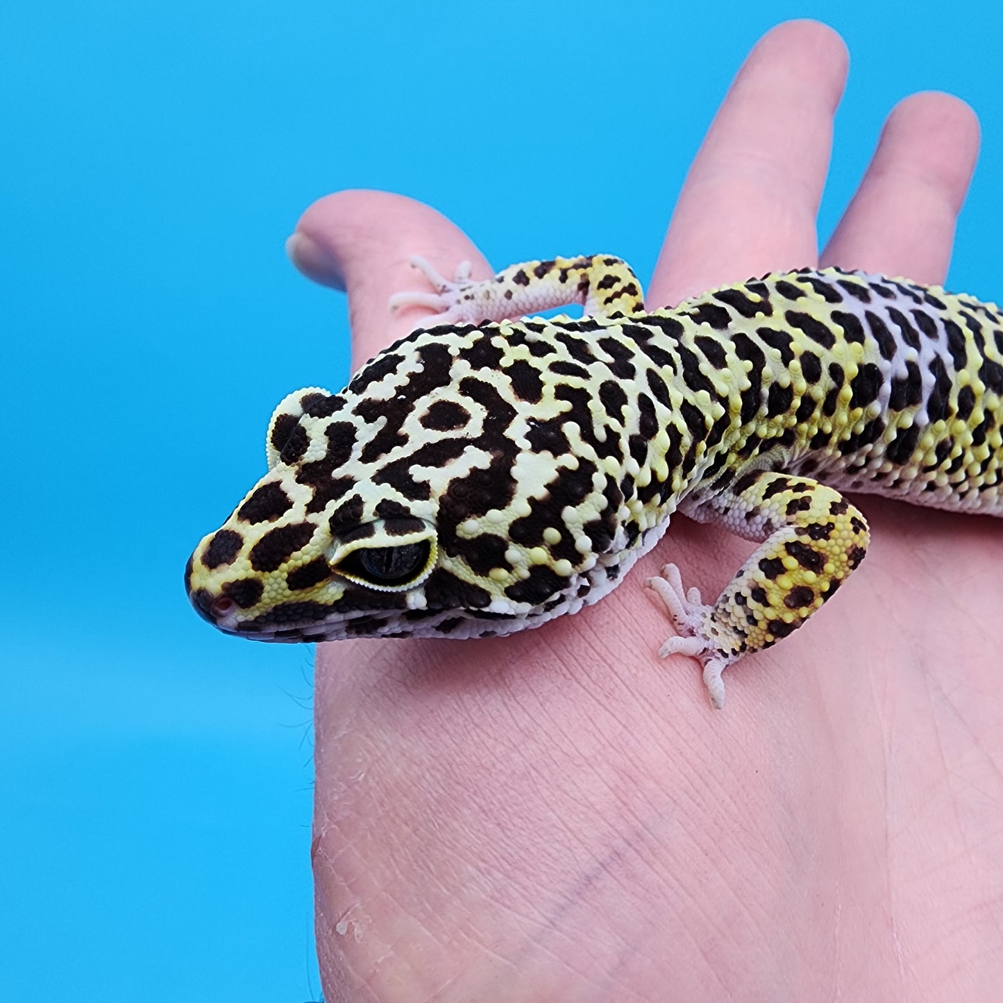 Male Afghanicus Turcmenicus Lavender