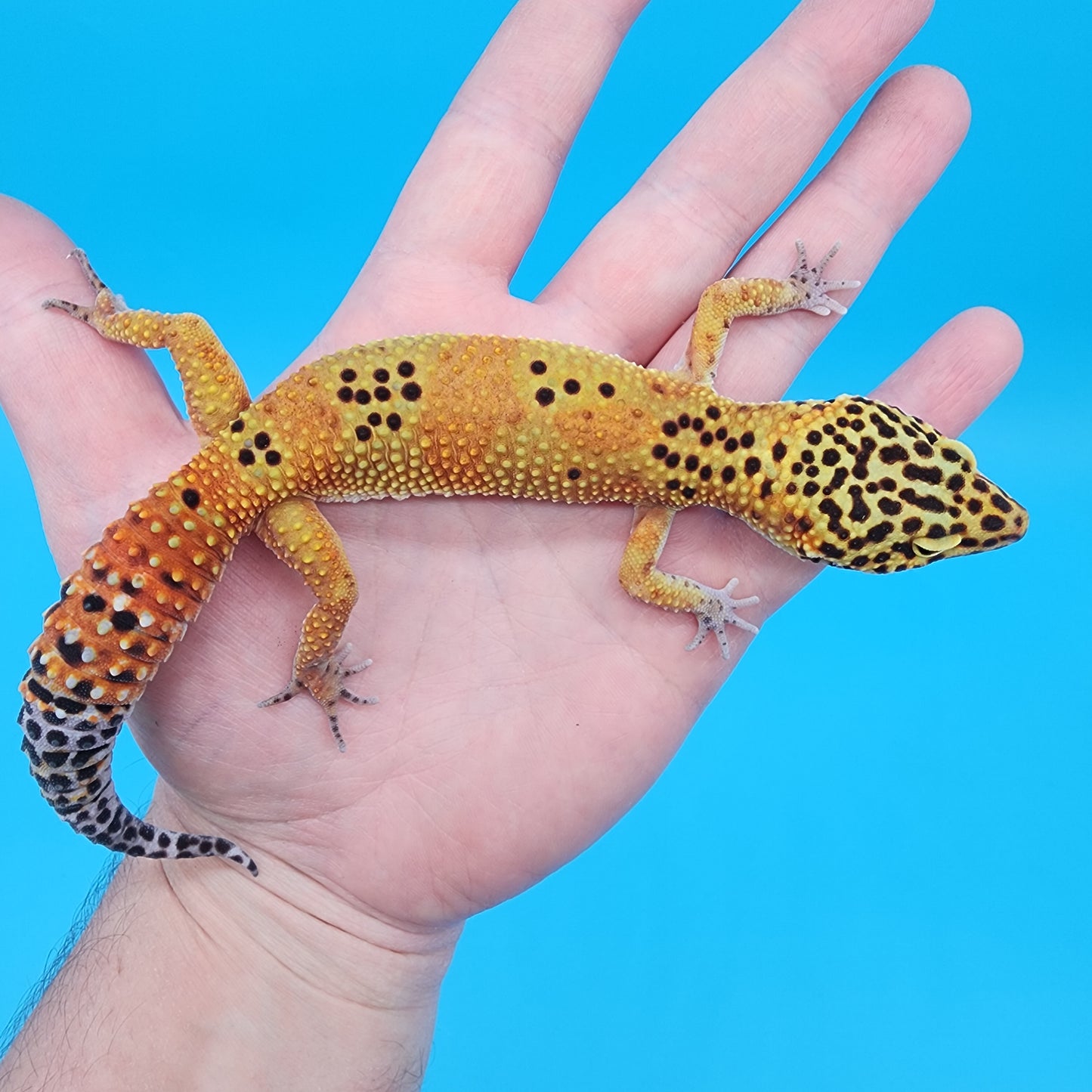 Male Giant Mandarin Blood Emerine