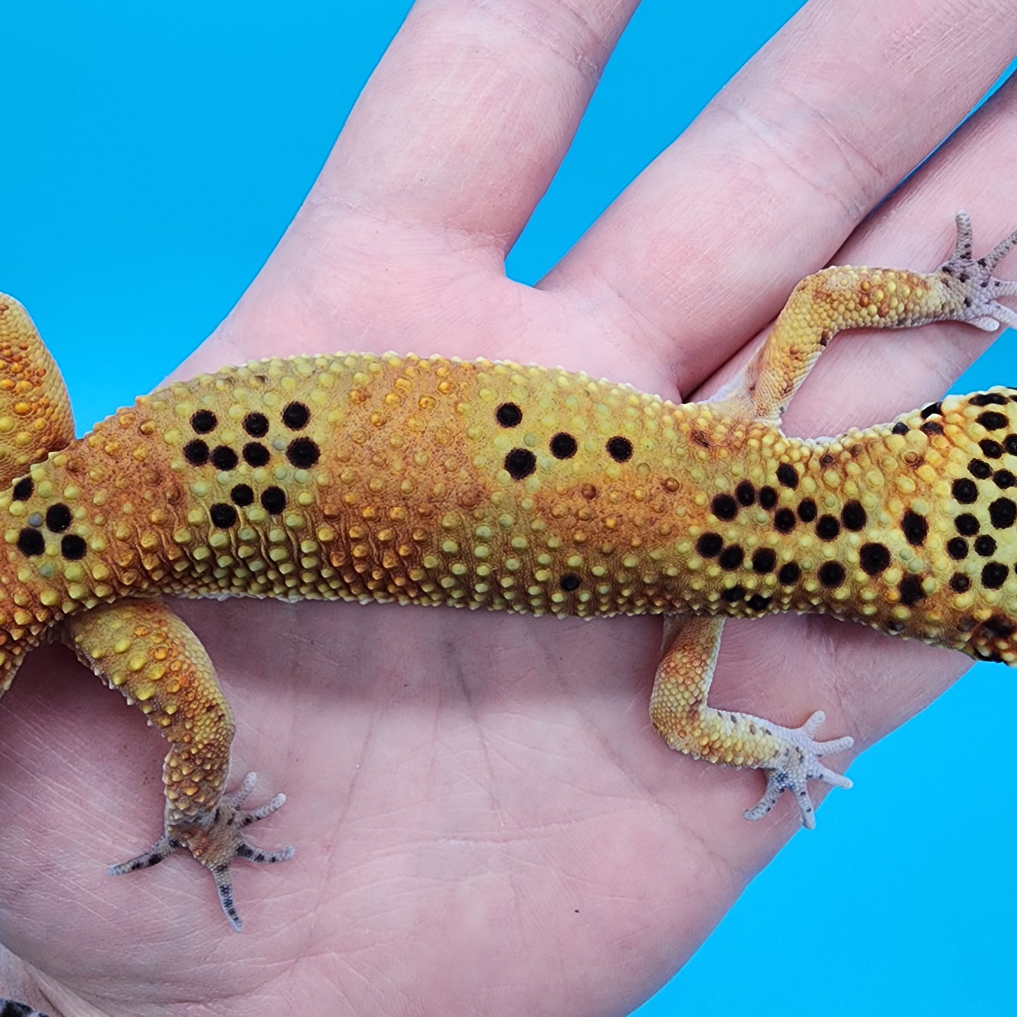 Male Giant Mandarin Blood Emerine