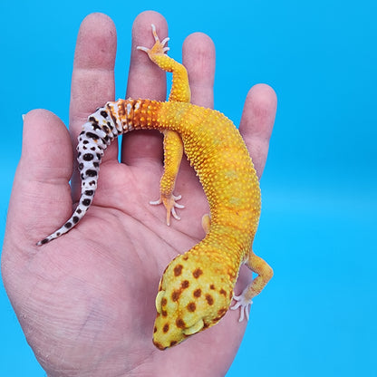 Male Mandarin Bold Emerine Super Hypo