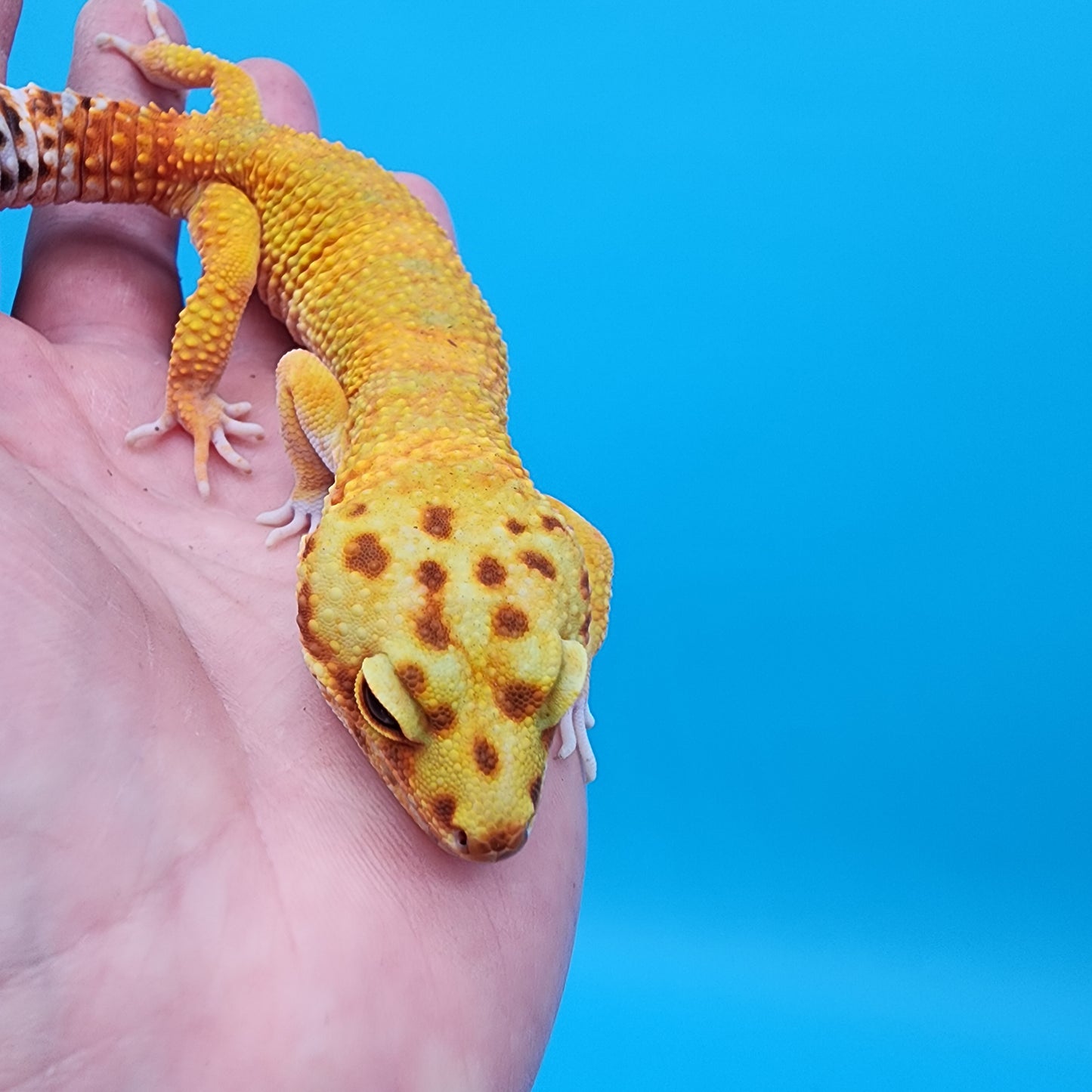 Male Mandarin Bold Emerine Super Hypo