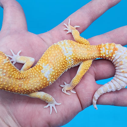 Male Red Diamond High Contrast Tremper Albino