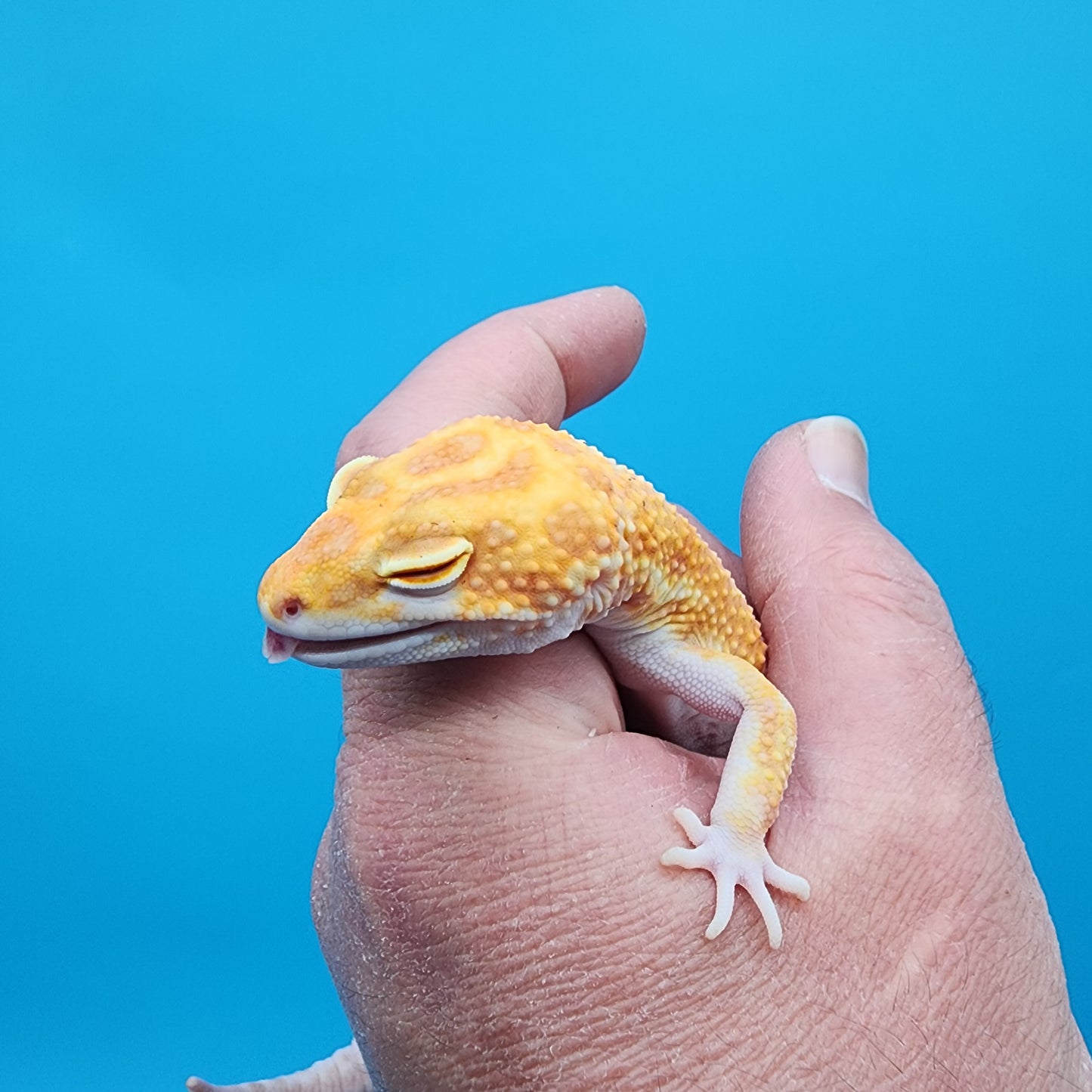 Male Red Diamond High Contrast Tremper Albino