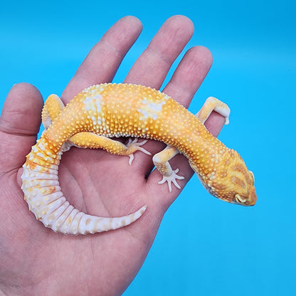 Male Red Diamond High Contrast Tremper Albino