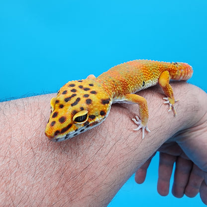 Male Super Giant Blood Emerine (few missing toe nails; shown in photo)