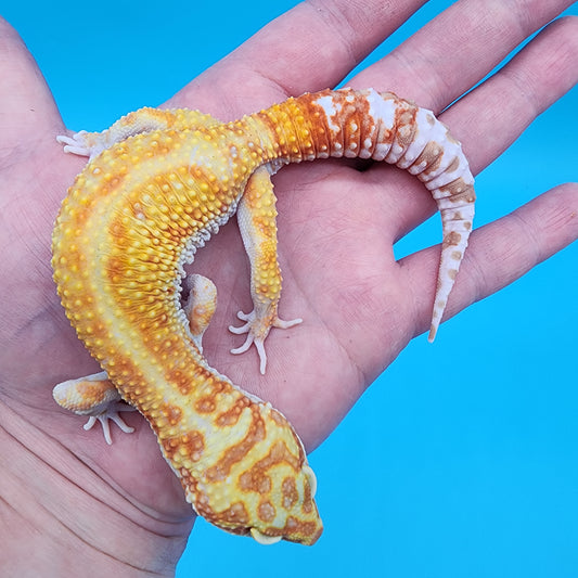 Male Inferno Bold White & Yellow Tremper Albino