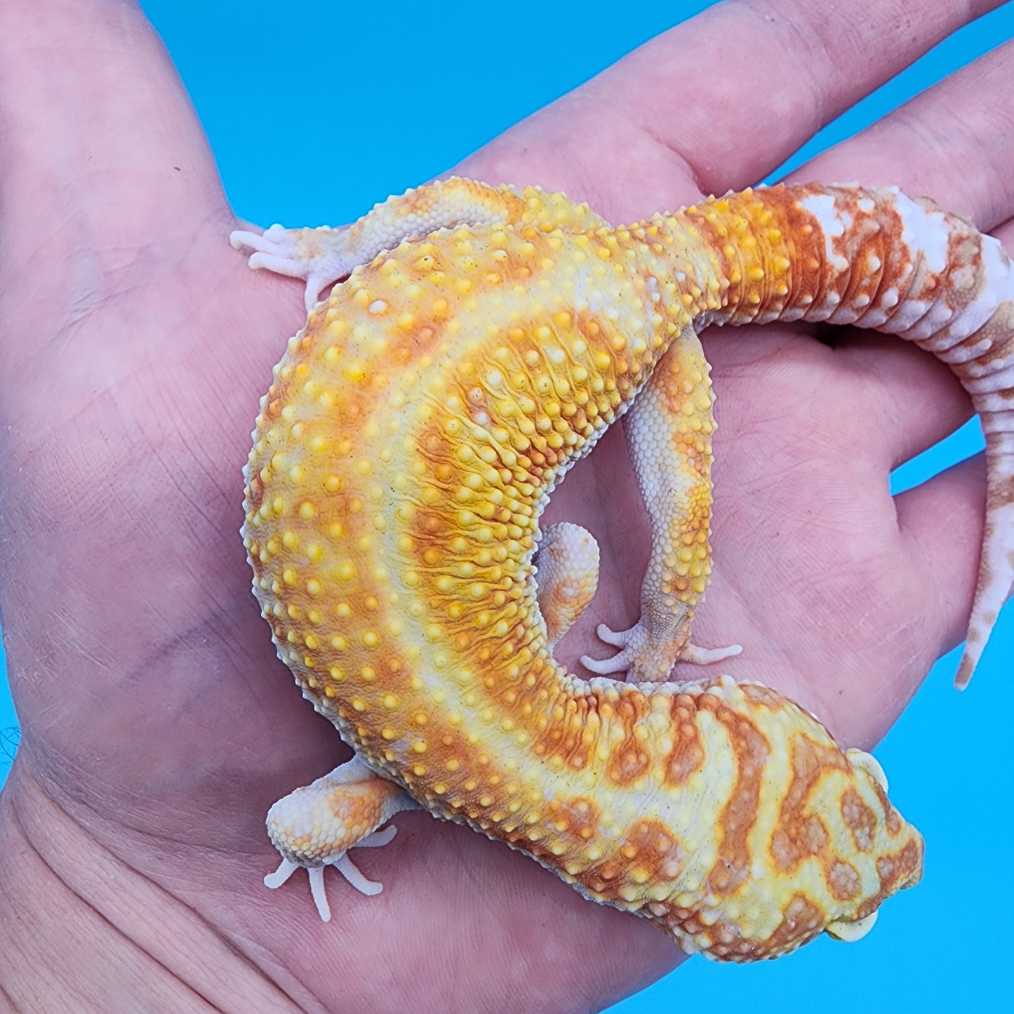 Male Inferno Bold White & Yellow Tremper Albino