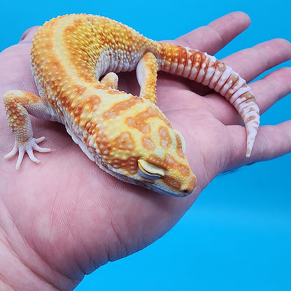 Male Inferno Bold White & Yellow Tremper Albino