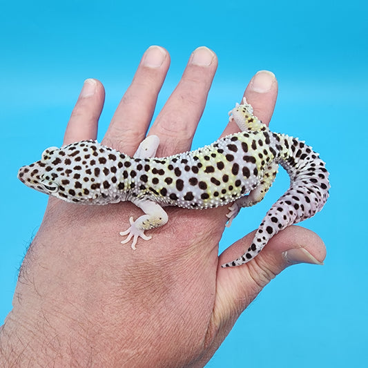 Male FREEZE (Fasciolatus Macularius Mack Snow)