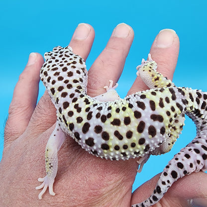 Male FREEZE (Fasciolatus Macularius Mack Snow)