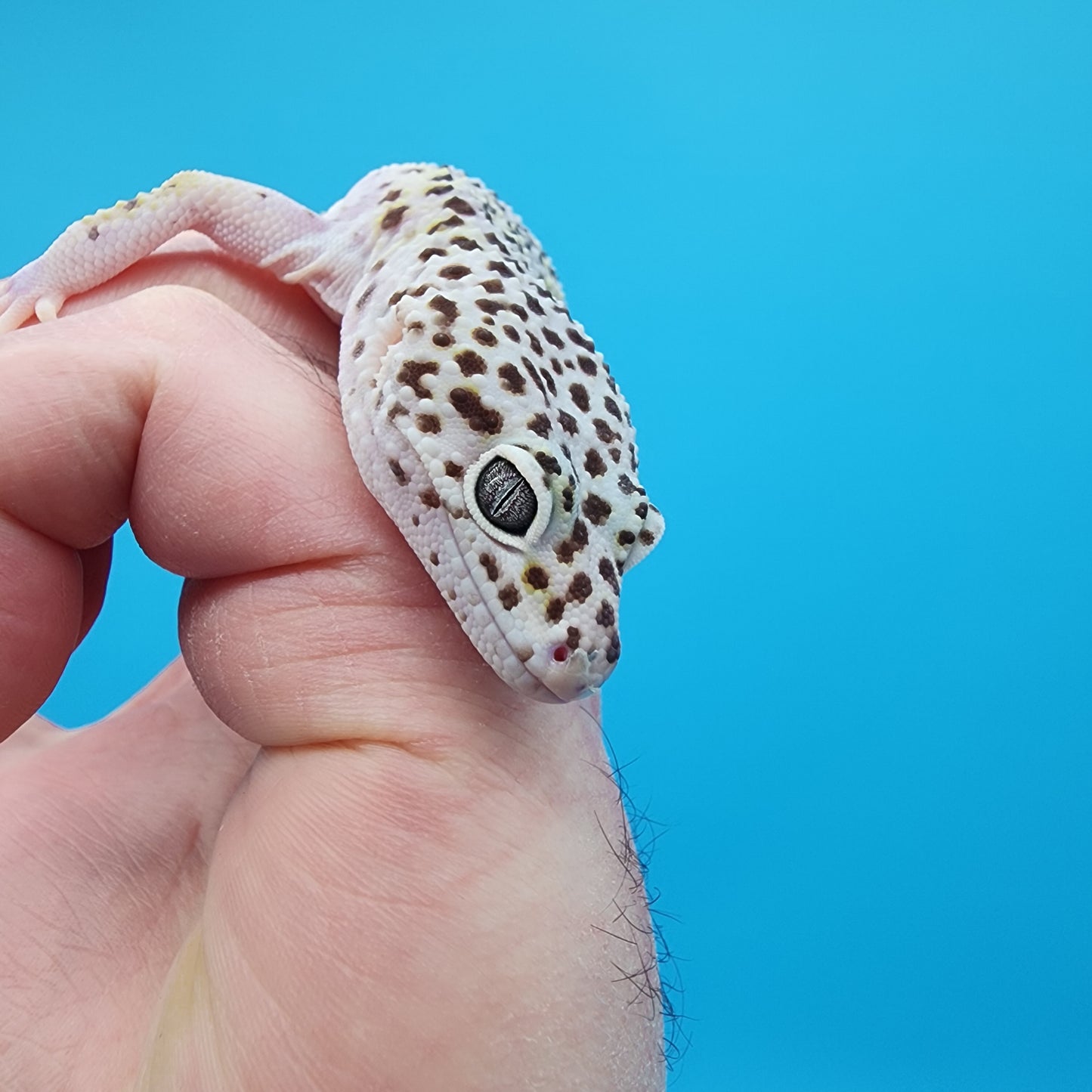 Male FREEZE (Fasciolatus Macularius Mack Snow)