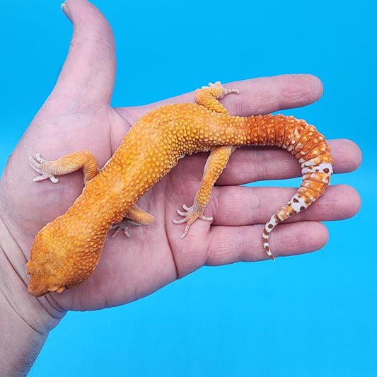 Male Mandarin Inferno Tremper Albino (pet; disformed eyelids)