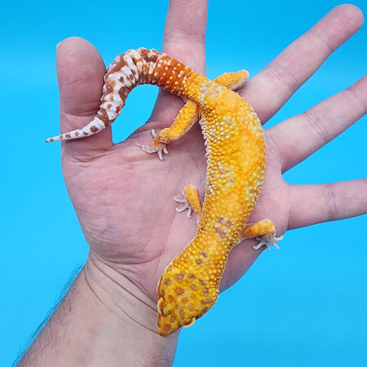 Male Mandarin Inferno Tremper Albino Jungle Spider Red Stripe