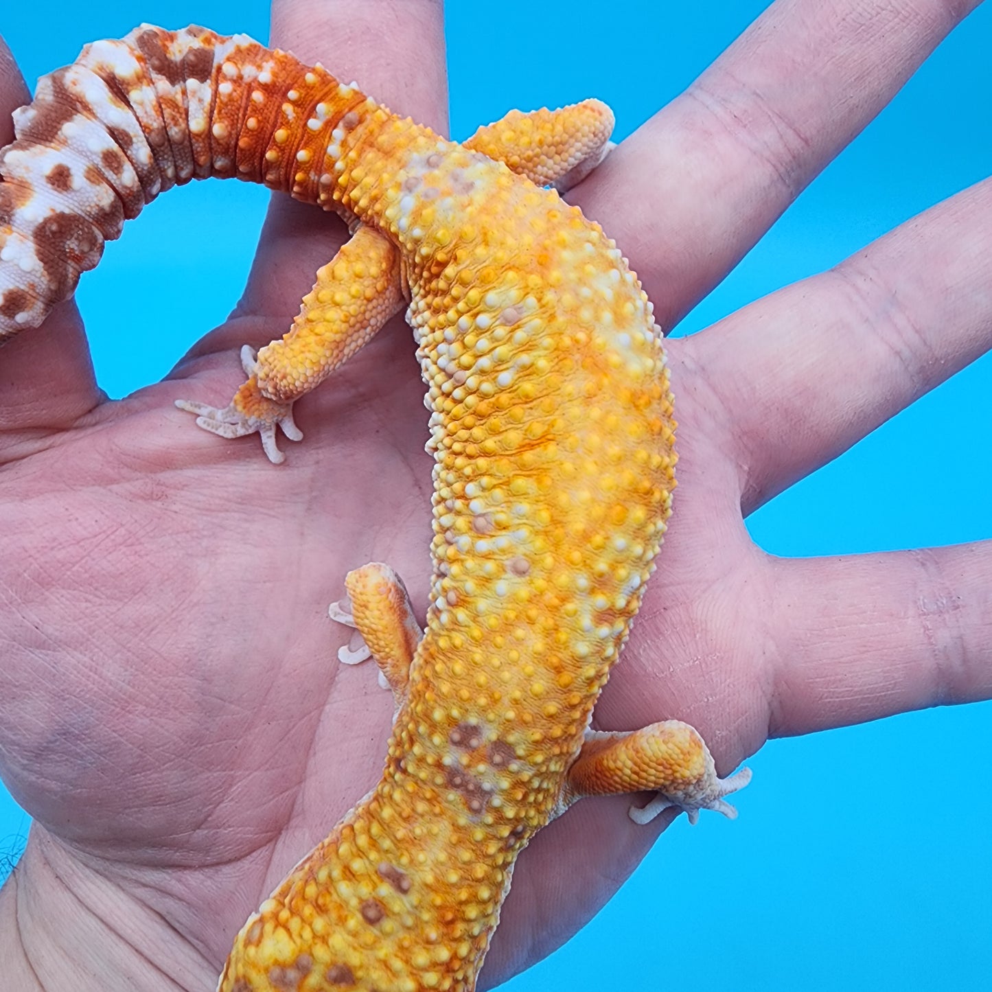 Male Mandarin Inferno Tremper Albino Jungle Spider Red Stripe