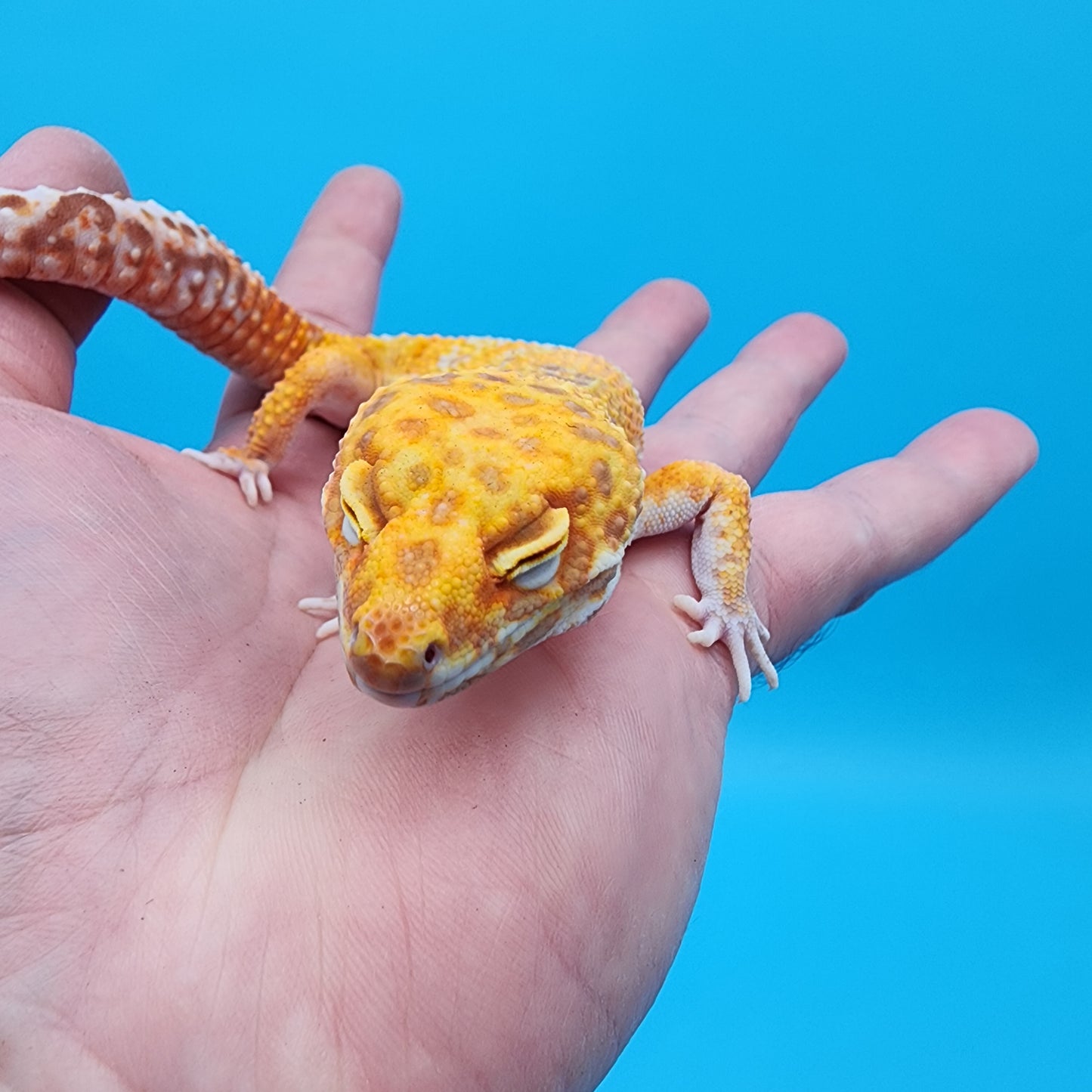 Male Mandarin Inferno Tremper Albino Jungle Spider Red Stripe