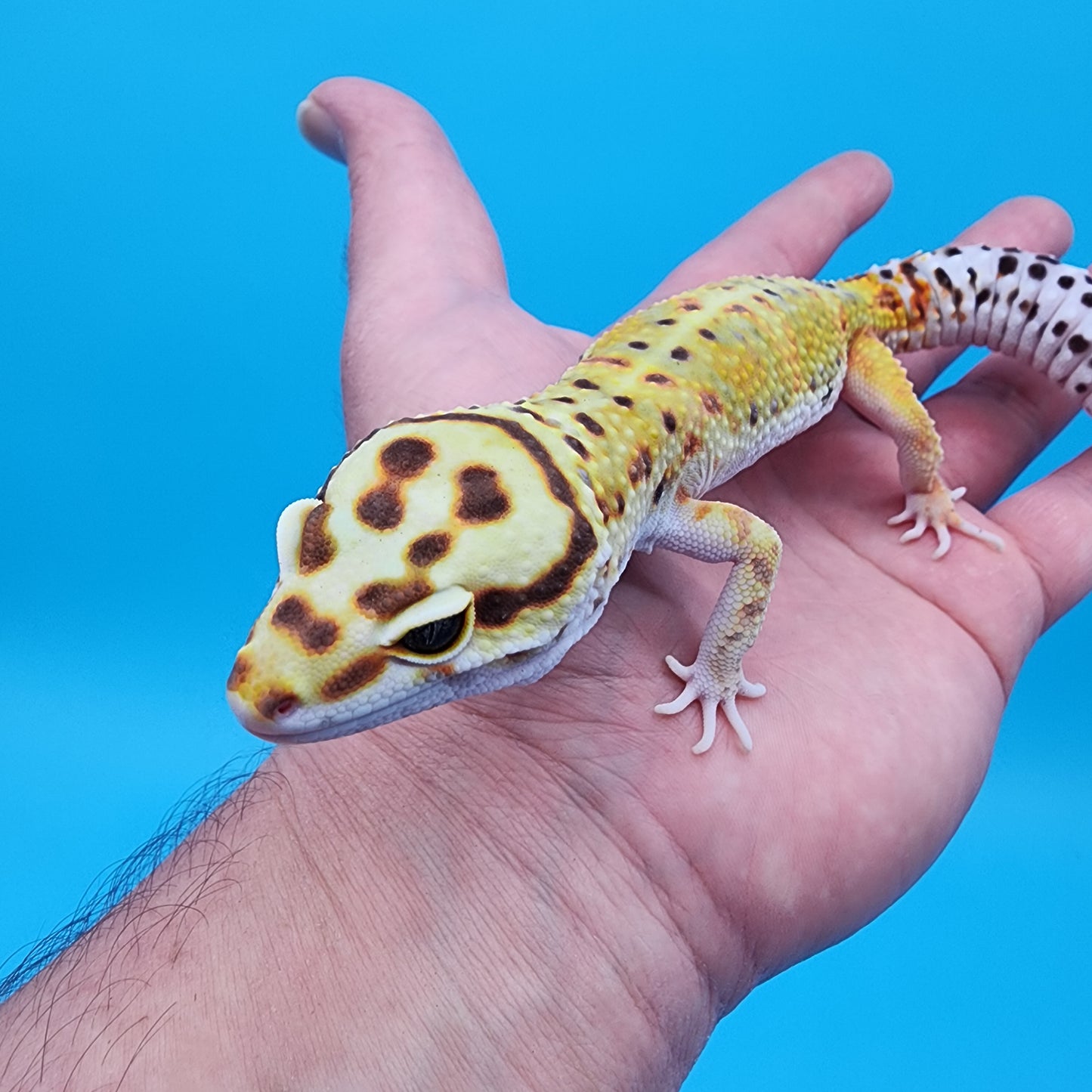 Male Mandarin Bold Halloween Mask Bandit Emerine White & Yellow